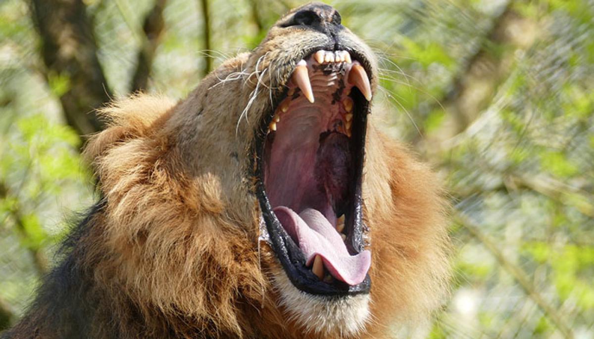 5 Important Reasons You Should Stop Mouth Breathing Today